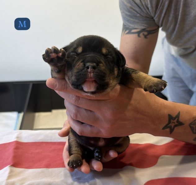 CUCCIOLI AMERICAN BULLY - Foto 10