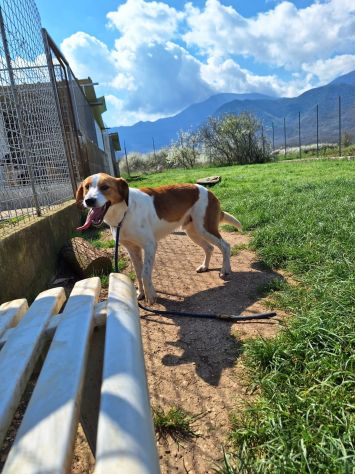 Zak -cagnolino dagli occhi magnetici- - Foto 4