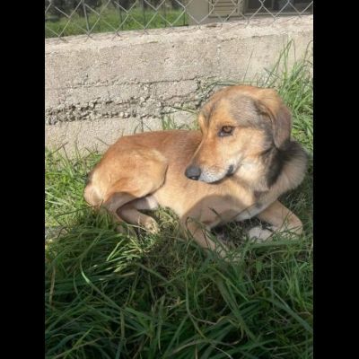 UGOLINO DOCILE, GLI PIACE FARSI COCCOLARE CAGNOLINO IN ADOZIONE - Foto 4
