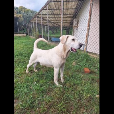 THOR DOLCE E SOCIEVOLE CANE IN ADOZIONE TG MEDIA - Foto 7