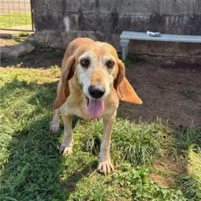 PLUTO simpatico segugio di coccole. CANE IN ADOZIONE tg media - Foto 3