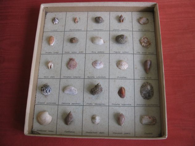 SPECIMENS OF SEA SHELLS - n. 25 conchiglie in scatola cartone - Foto 2