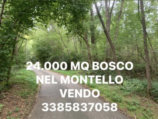 BOSCO CEDUO DI 24.000 MQ VENDO - Foto 3