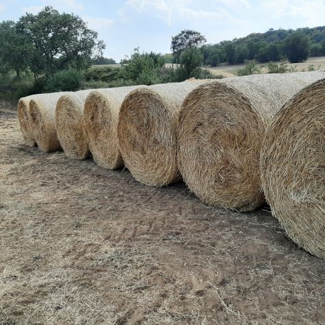 FIENO E PAGLIA IN ROTOBALLE - Foto 5