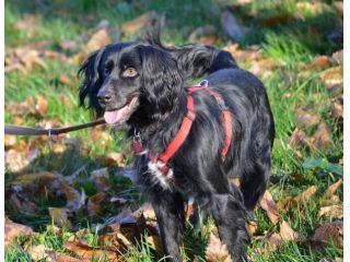 KALI ', fantastico cagnolino in cerca di casa