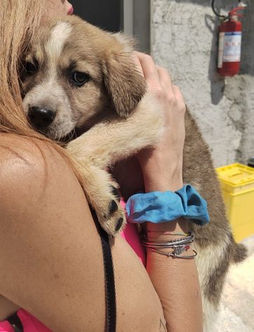 MELO CUCCIOLO 2 MESI - Foto 5