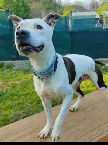 Pitbullino 12anni DOLCISSIMO in box soffre troppo!! GENOVA - Foto 2