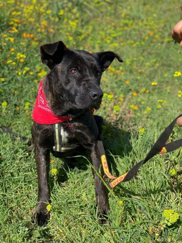 Adil il magnifico cane da adottare - Foto 7