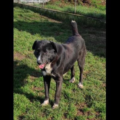 BENNY DOLCE E RISERVATO CAGNOLINO IN ADOZIONE - Foto 8