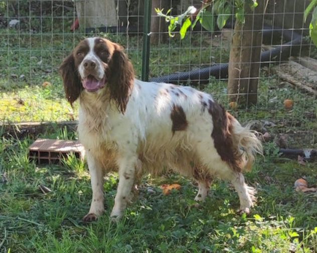 Hippy springer spaniel - Foto 2