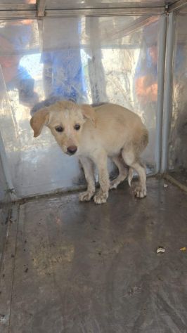 22 cuccioli da accasare!! SOS ABBANDONI SICILIA - Foto 2