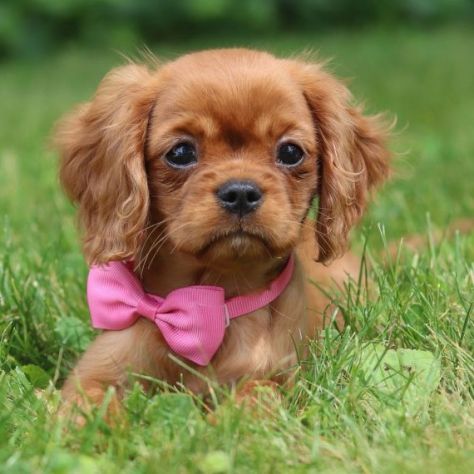 Cavalier King - pagamento agevolato