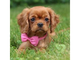 Cavalier King - pagamento agevolato