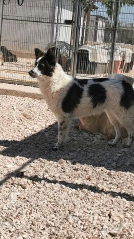 Ennio 4anni il suo amico di box adottato,rimasto solo.BARI - Foto 3