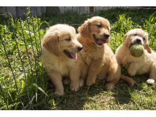 GOLDEN RETRIEVER CUCCIOLI