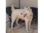 Zeus: giovane Siberian Husky socievole con tutti
