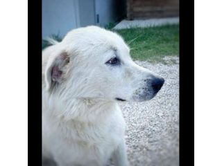 GIOVANE CANE IN ADOZIONE, DOLCISSIMO