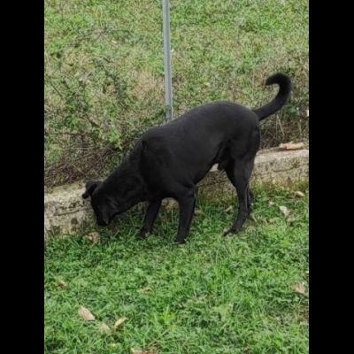 AARON EMPATICO E VITALE, CANE IN ADOZIONE. - Foto 9