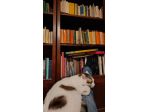 Libri e intere biblioteche Ritiro Acquisto