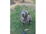 Chanel e Pablo