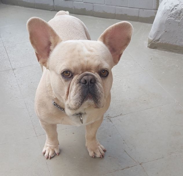 Bouledogue Francese Esotico Disponibile Per Monta