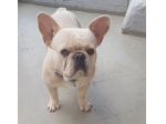 Bouledogue Francese Esotico Disponibile Per Monta