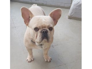 Bouledogue Francese Esotico Disponibile Per Monta