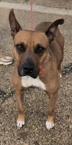 Eva una dolcissima cagnolina Amstaff cerca un casa e un amorevole famiglia - Foto 2