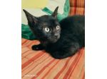 Kata, gattina sfortunata prossima alla scadenza..