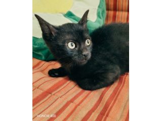 Kata, gattina sfortunata prossima alla scadenza..