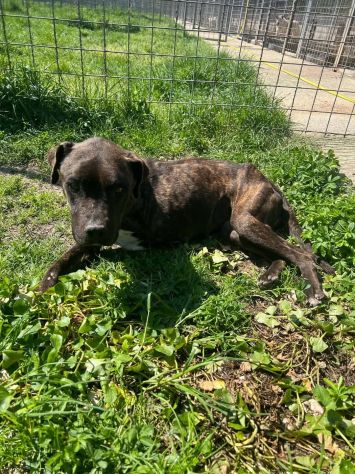 Tasha adozione cane tripode - Foto 3