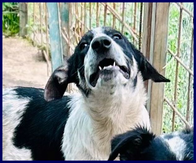 CLOE recuperata in strada affamata e spaventata - Foto 2
