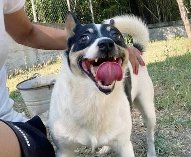Pouf delizioso cagnolino in adozione - Foto 3