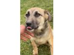 LUCY adorabile tenerezza CUCCIOLA IN ADOZIONE