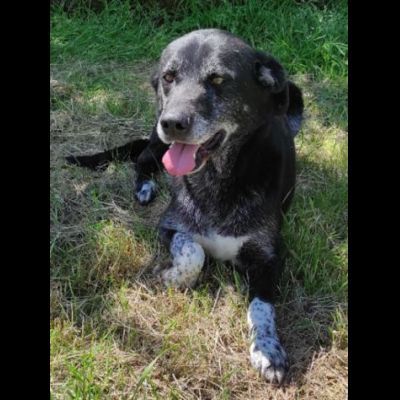 TIMIDO E PACATO CAGNOLINO IN ADOZIONE