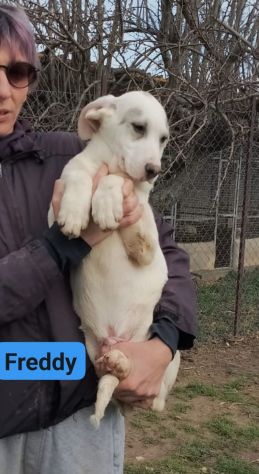 CUCCIOLI IN ADOZIONE - Foto 4