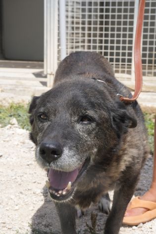 Igor per 10 anni tenuto da solo in una campagna - Foto 2