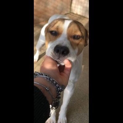 CAIO, cerca salvezza dal canile, cane in adozione tg medio piccola - Foto 6