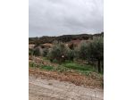 Terreno agricolo con uliveto