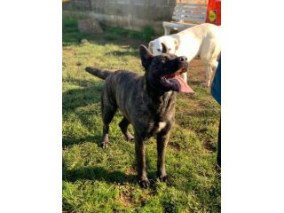 Black simil corso in adozione