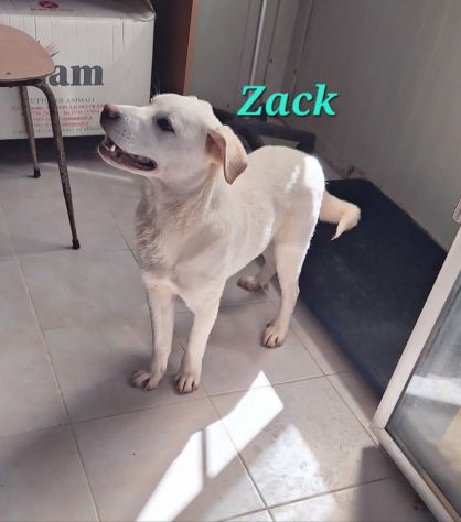 Zac in adozione - Foto 4