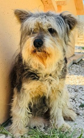 MOLLY YORK SHIRE 9 ANNI - Foto 2