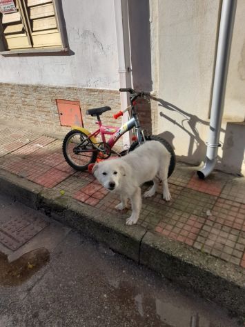 NATALIA CUCCIOLA 6 MESI VIVE PER STRADA - Foto 2