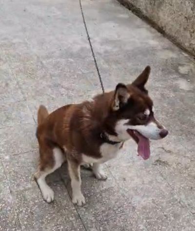 Siberian Husky 15mesi marrone splendido, viveva a catena CALABRIA URGENTE - Foto 4