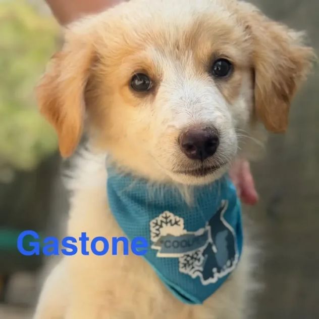 Cuccioli di due mesi in cerca di adozione