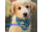 Cuccioli di due mesi in cerca di adozione