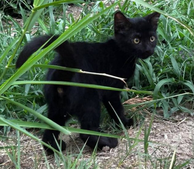 Puma gattino - Foto 2