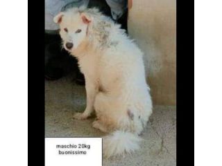 CANI IN ADOZIONE URGE AIUTARLI