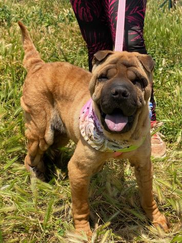 Anita cucciola di 1 anno e mezzo da adottare, simil Sharpei