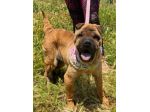 Anita cucciola di 1 anno e mezzo da adottare, simil Sharpei